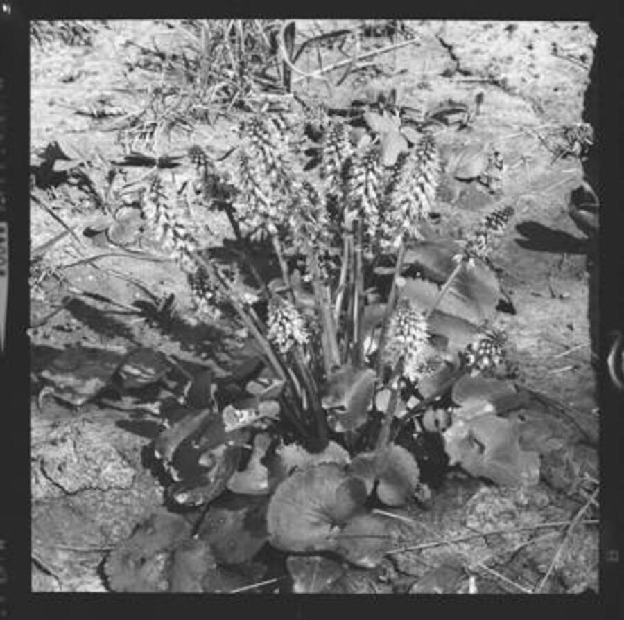 Image of an unidentified flower.