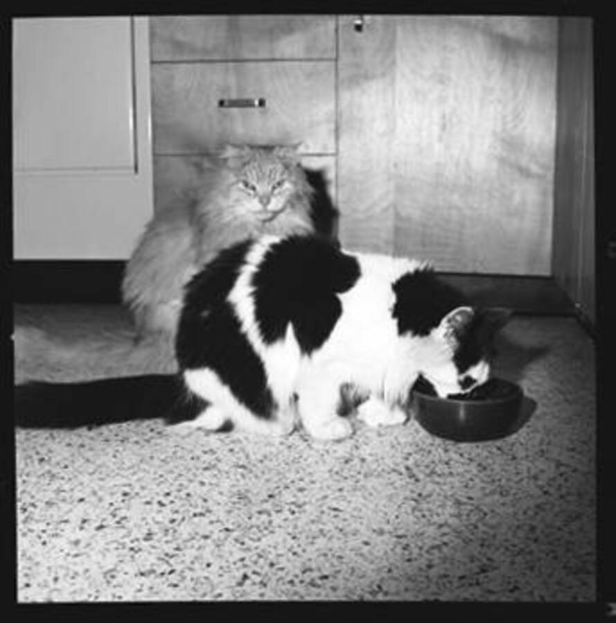 Image shows two house cats.