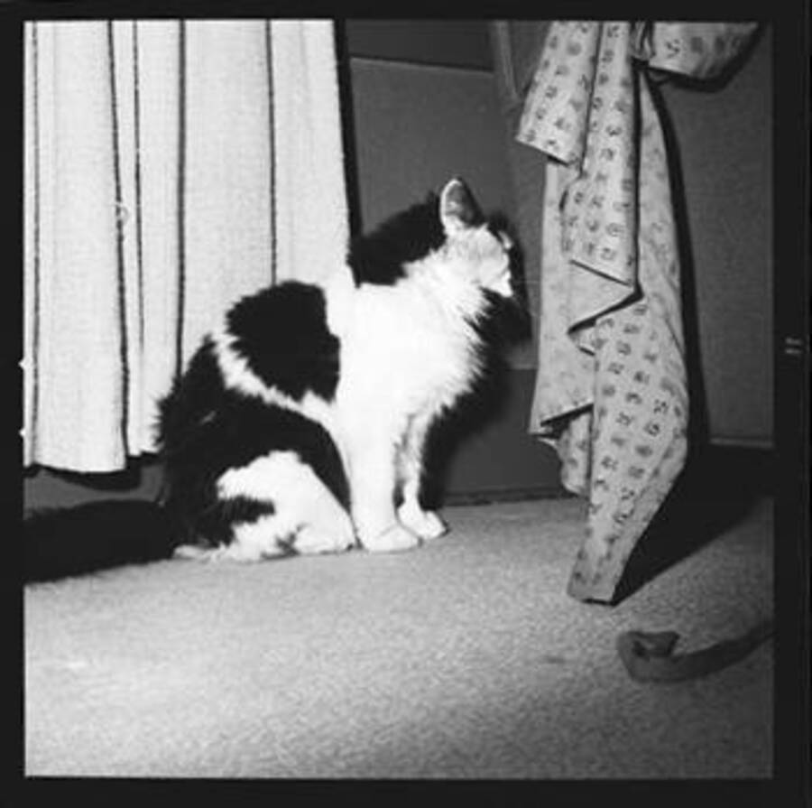 Image shows a house cat.