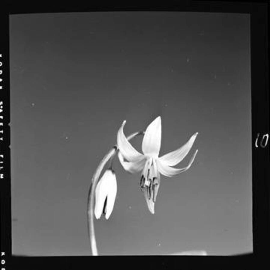 View of Dog-Tooth Violet