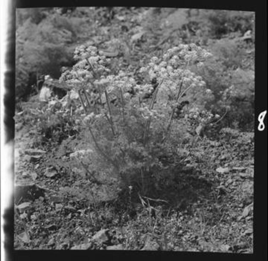 Lomatium (False Couse) on the north hillside at Spalding, Idaho