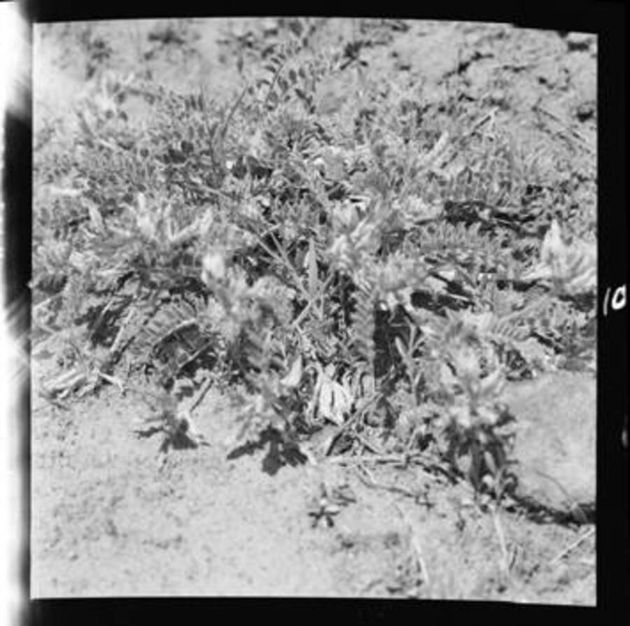Astragalus (Locoweed) at Arrow Junction