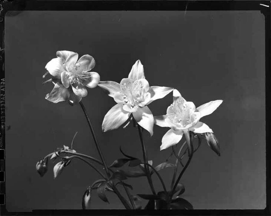 Image shows the Columbine flower.