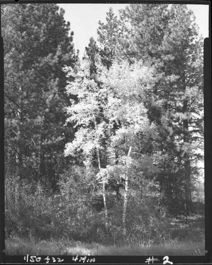 Image shows aspen trees in an unknown location.