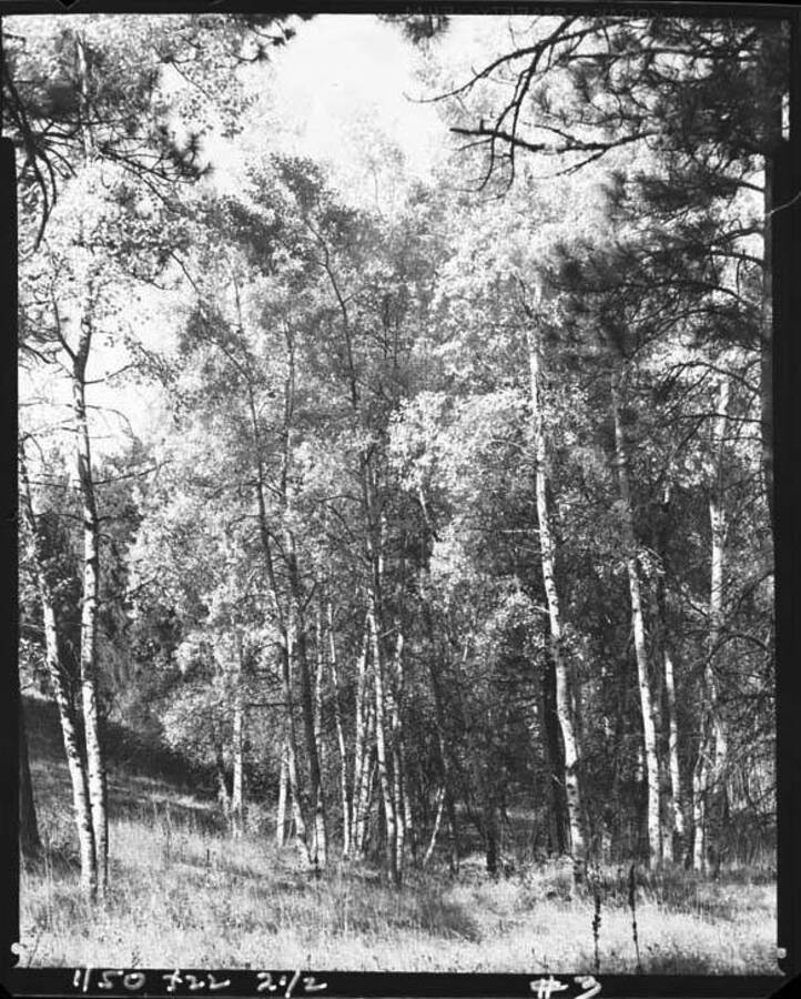 Image shows aspen trees in an unknown location.