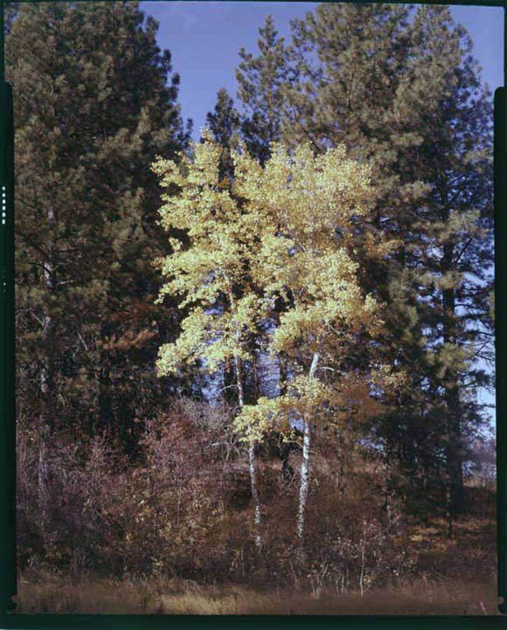 Color image of aspen trees in the fall in an unknown location.