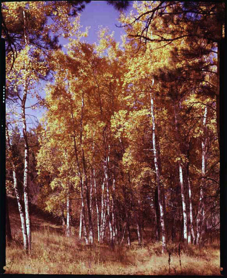 Color image of aspen trees in the fall in an unknown location.