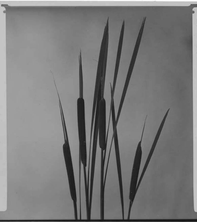 Image shows the Cattail plant.