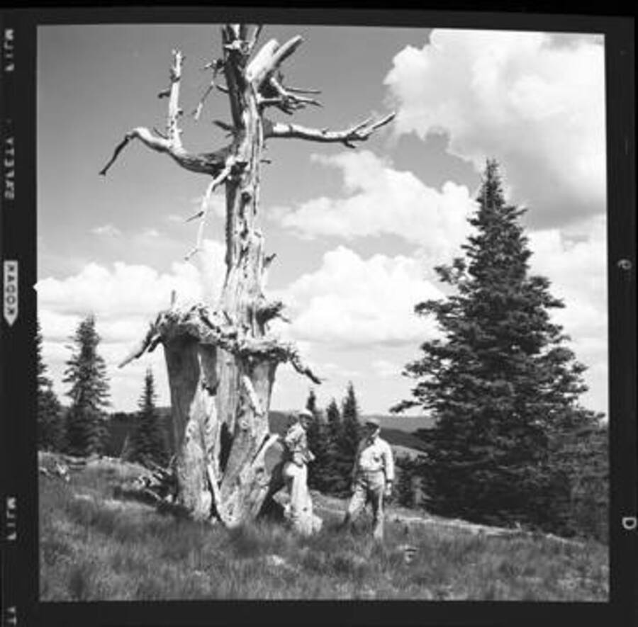 George Woodbury and W.H. Baker by dead tree on Freezeout Saddle in the Clearwater Mountains, Idaho.