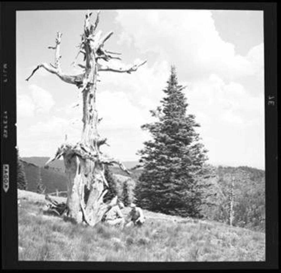 W.H. Baker and George Woodbury near a dead tree at Freezeout Saddle in the Clearwater Mountains, Idaho.
