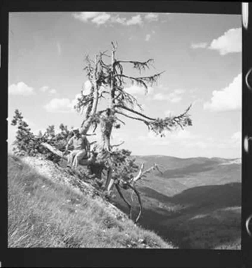W.H. Baker sits on a dead tree on Freezeout Saddle, in the Clearwater Mountains, Idaho.