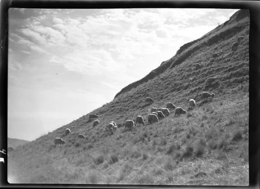 Sheep grazing on a hill.