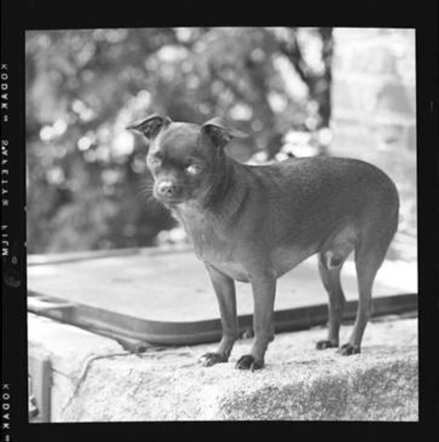 Jimminy Crickets was the Laughlin family dog.