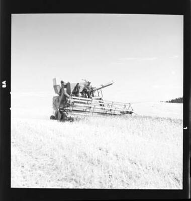 Views of Wilbur Westberg outfit harvesting on 'The Riggs Place'.