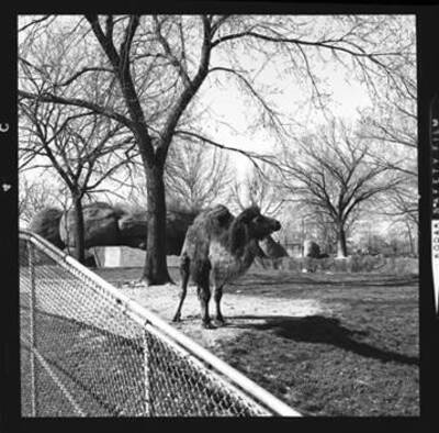 View of a camel in a zoo.