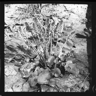 Image of an unidentified flower.