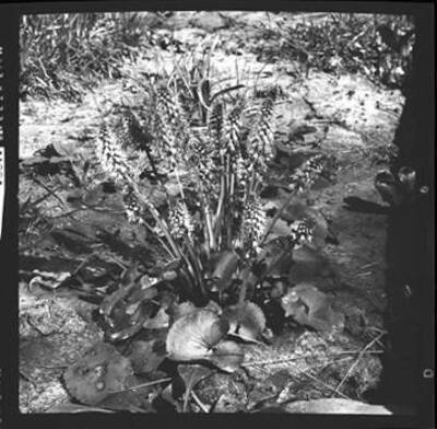 Image of an unidentified flower.