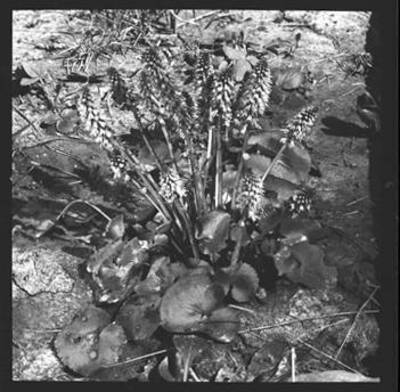 Image of an unidentified flower.