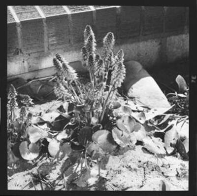 Image of an unidentified flower.