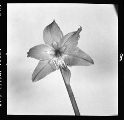 View of a houseplant (Amarilis?)