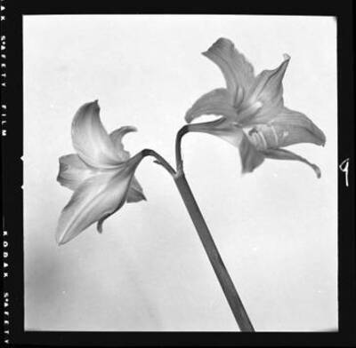 View of a houseplant (Amarilis?)