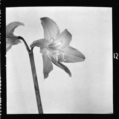 View of a houseplant (Amarilis?)