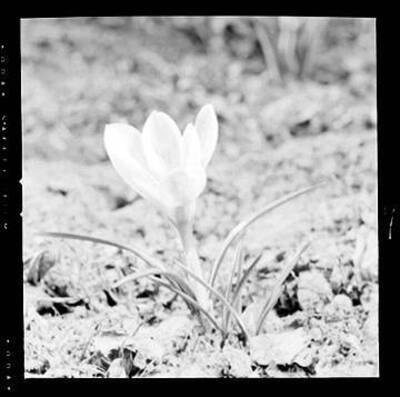 View of Crocus