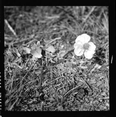 View of Ranunculus glaberrimus (Buttercup)