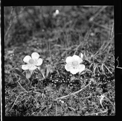 View of Ranunculus glaberrimus (Buttercup)