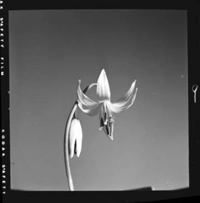 View of Dog-Tooth Violet