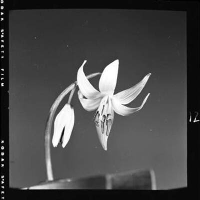 View of Dog-Tooth Violet