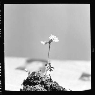 View of Lithophragma bulbifera (Ragged Star)