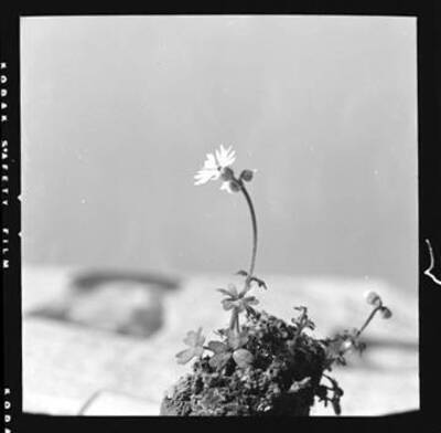 View of Lithophragma bulbifera (Ragged Star)