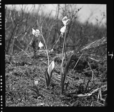 View of Erythronium grandiflorum (Lamb's Tongue)