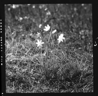 View of  Sisyrinchium inflatum (Grass Widow)