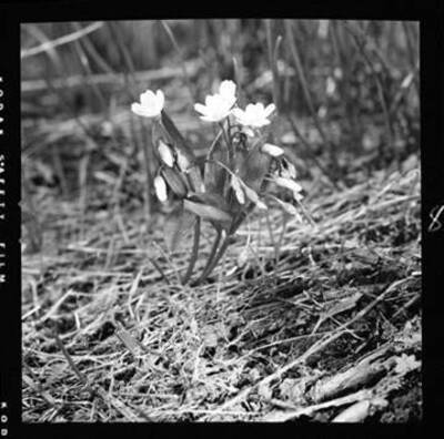 View of Claytonia lanceolata (Spring Beauty)