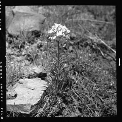 Western Wallflower near Spalding, Idaho