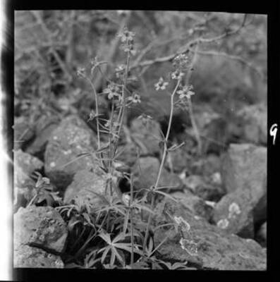 Delphinium Nelsoni (Low Larkspur) upriver from Arrow Junction