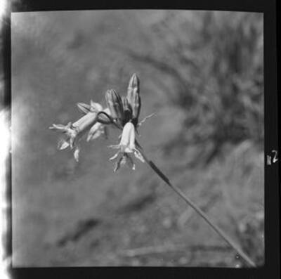 Brodiaea Douglasii (Brodea) near Arrow Junction