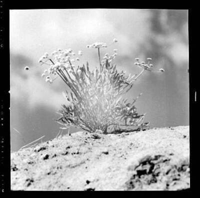 Views of Balsamorhiza sagitatta (Sunflower), Delphinium Nelsoni (Low Larkspur), Pink Phlox