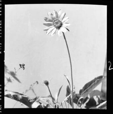 View of Balsamorhiza sagitatta (Sunflower)