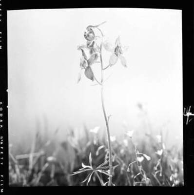 View of Delphinium Nelsoni (Low Larkspur)