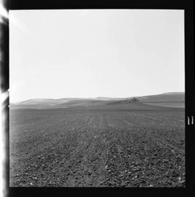 View of the Snow Brothers field before treatment