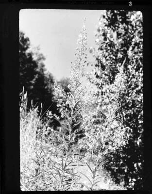 Unidentified wildflower