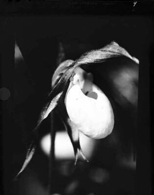 Cypripedium montanum (Mountain Lady Slipper)