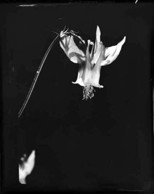 Unidentified wildflower