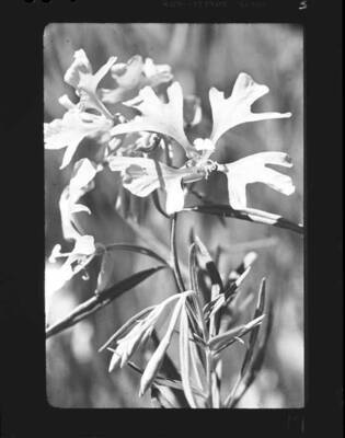 Unidentified wildflower