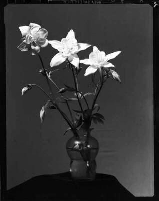 Image shows the Columbine flower.