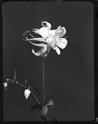 Image shows the Columbine flower.