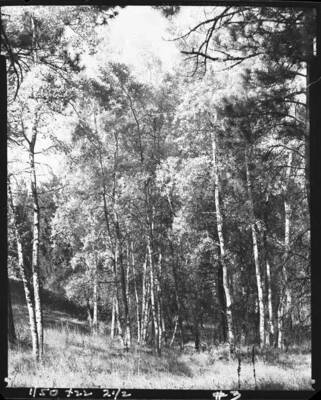 Image shows aspen trees in an unknown location.